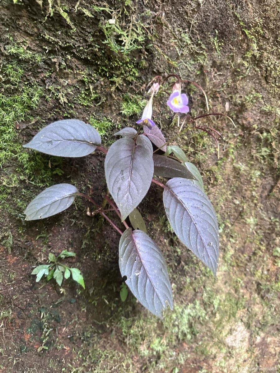 Henckelia communis (Gardner) D.J.Middleton & Mich.Möller